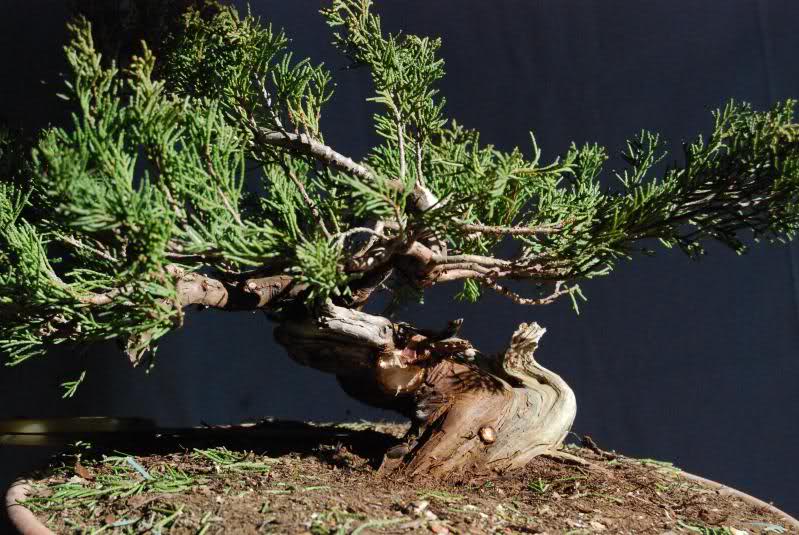 MIS YAMADORI....CON EL PASO DEL TIEMPO - Página 2 Outil5