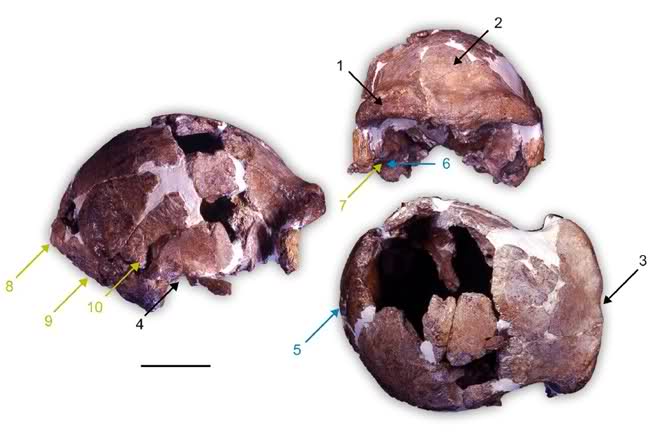 Un estudio sitúa al Homo heidelbergensis, como último ancestro común de Neandertales y Sapiens 110gier