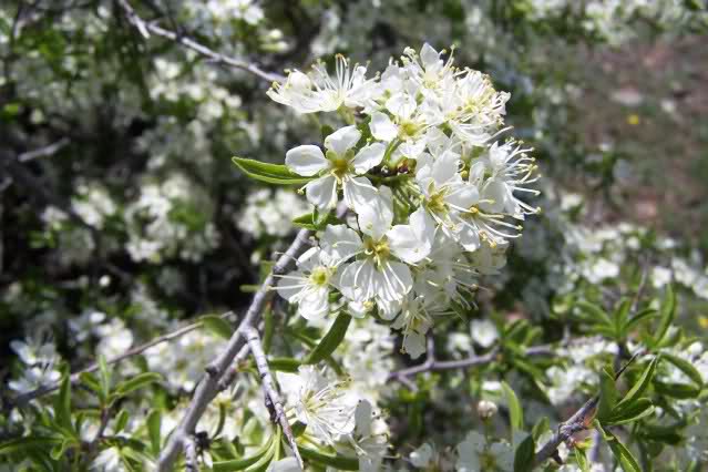 A la busca del Prunus ramburii (Endrino, en Granada espino negro, endemismo) 21nf9dt