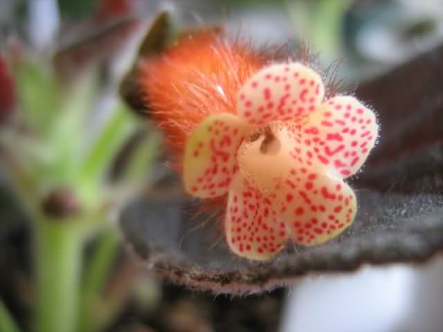 Violeta africana: pequeña desconocida 28716v7