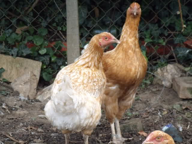 Poules qui se déplument 4imr7b