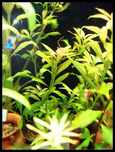 PLANTAS DE TALLO M94yl2