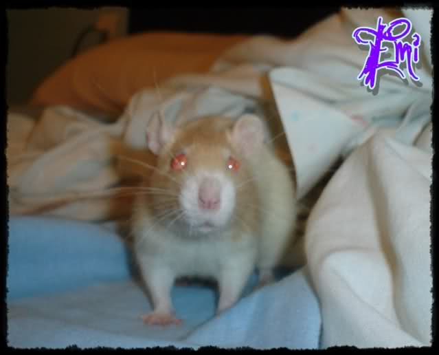 EmillyRatties 1zleykm