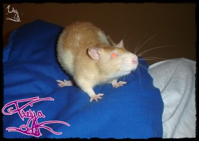 EmillyRatties 21e3lti