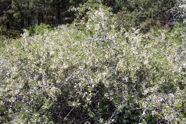 A la busca del Prunus ramburii (Endrino, en Granada espino negro, endemismo) 2guy6fp