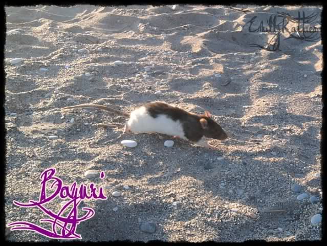 EmillyRatties 4qfe8