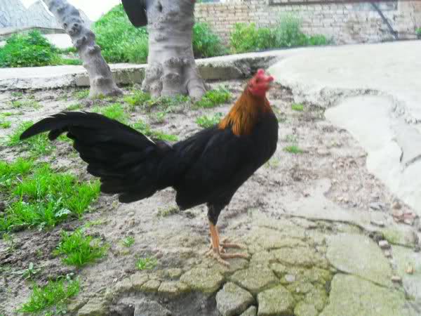 gallo - Sementales de gallo combatiente español Qqsvoh