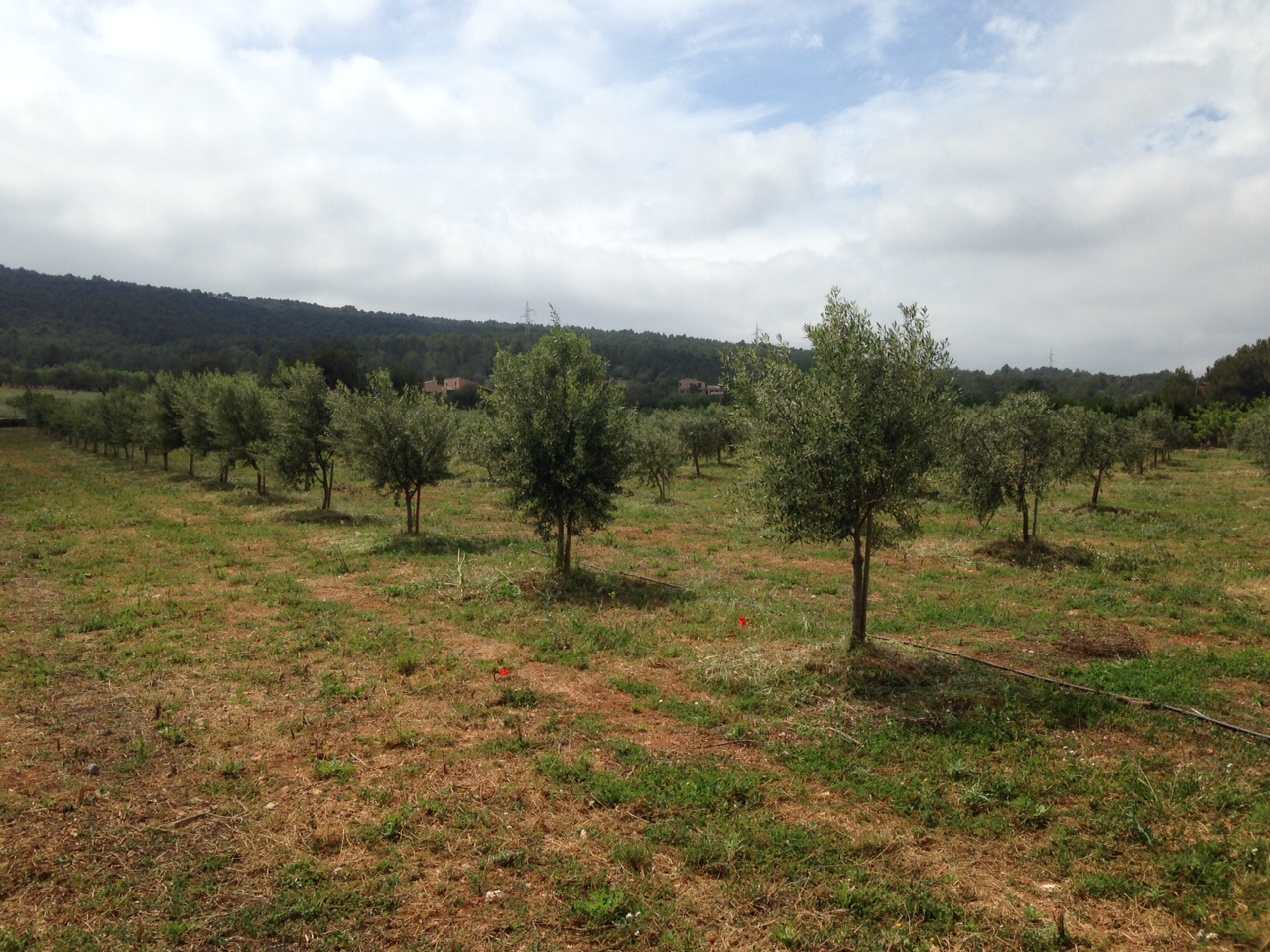 Cubierta vegetal en olivar - Página 2 1h5s7d