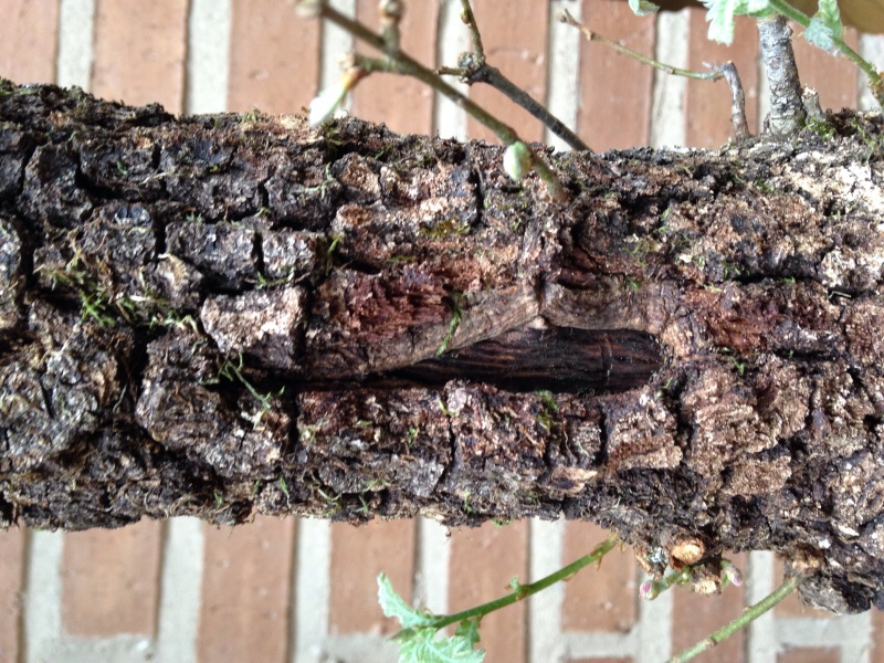 yamadori - Quercus pyrenaica yamadori 242s74n