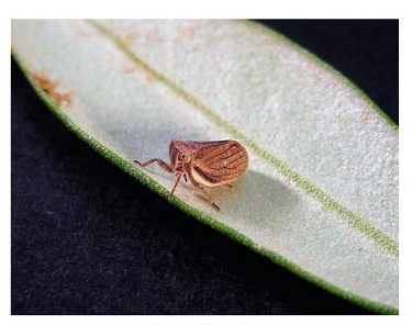 Plaga en mi plantación (Sevilla) 24b8f45