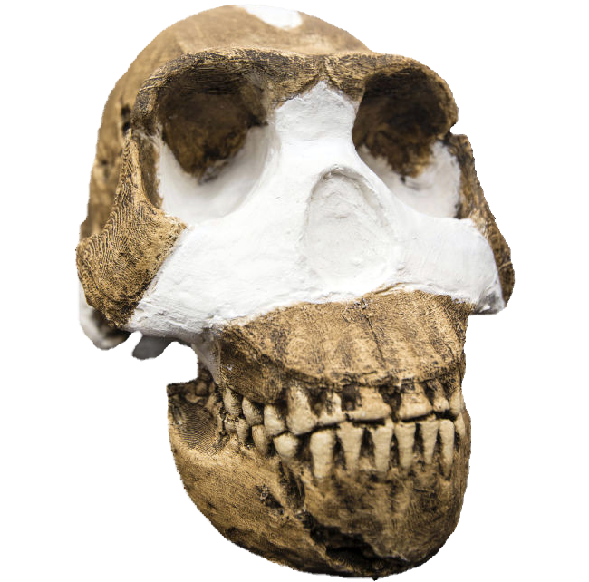 LaCueva Sudafricana de Rising Star arroja una nueva especie de Homnino aun sin datar: Homo naledi 28inj35