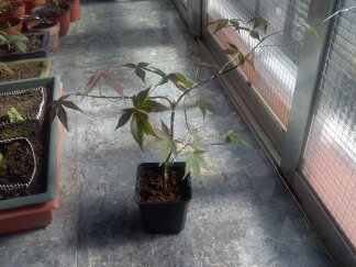 comenzando con el mundo de los bonsais 292xjex