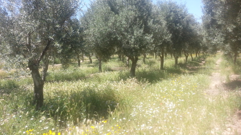 Cubierta vegetal en olivar 2ezii2o