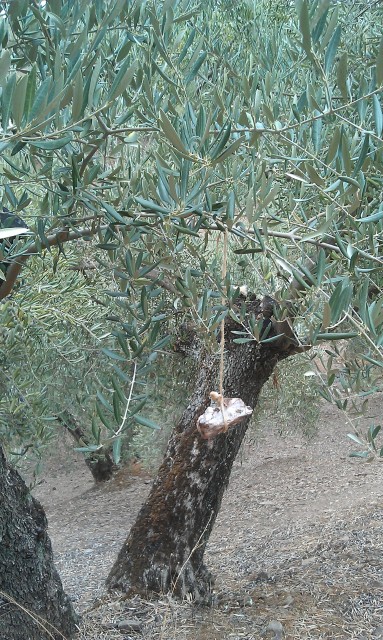 Olivos otoño 2015 antes del tratamiento de otoño 2ik2uja