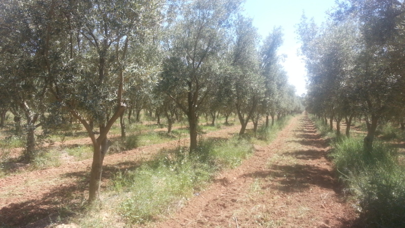 Cubierta vegetal en olivar 2ikf4o1