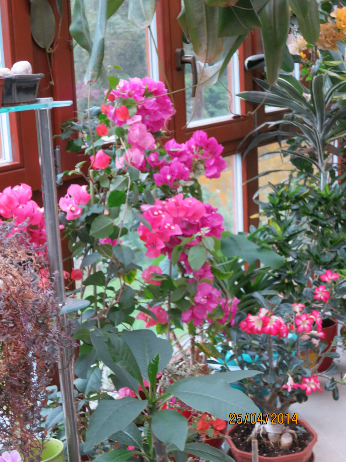 Bougainvillea 2nvxf8j