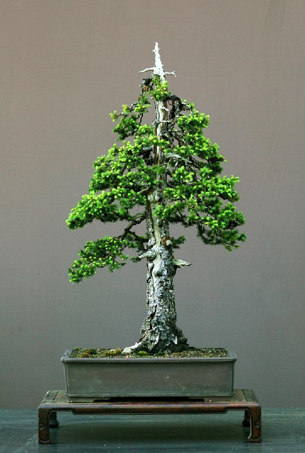 picea glauca 2qvfexh