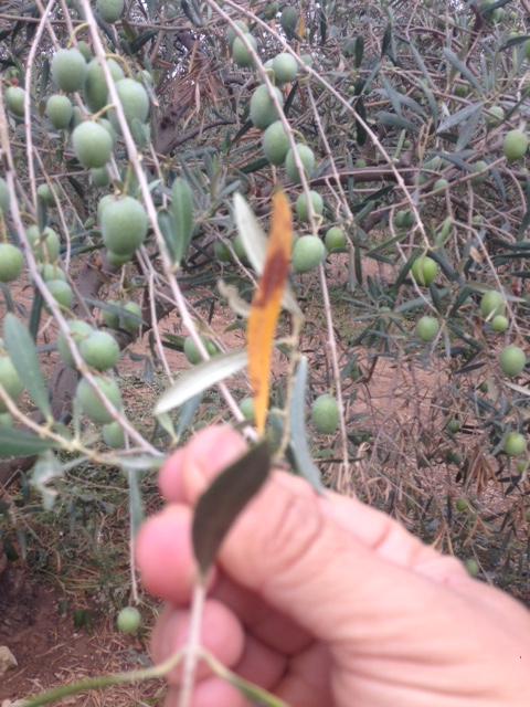 Fotos de carencias de nutrientes - Página 8 2va0fme