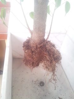 Exito en acodo ficus benjamina?? 2zjdkr5