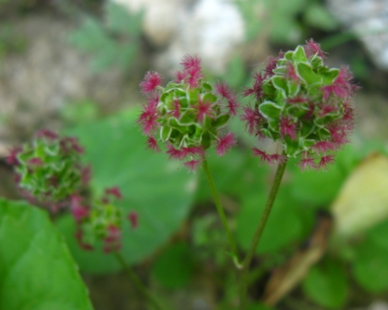 KRVARA (Sanguisorba officinalis L.) 2zsb4he