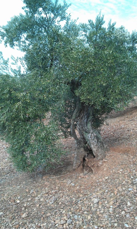 Olivos otoño 2015 antes del tratamiento de otoño 34e9rg3