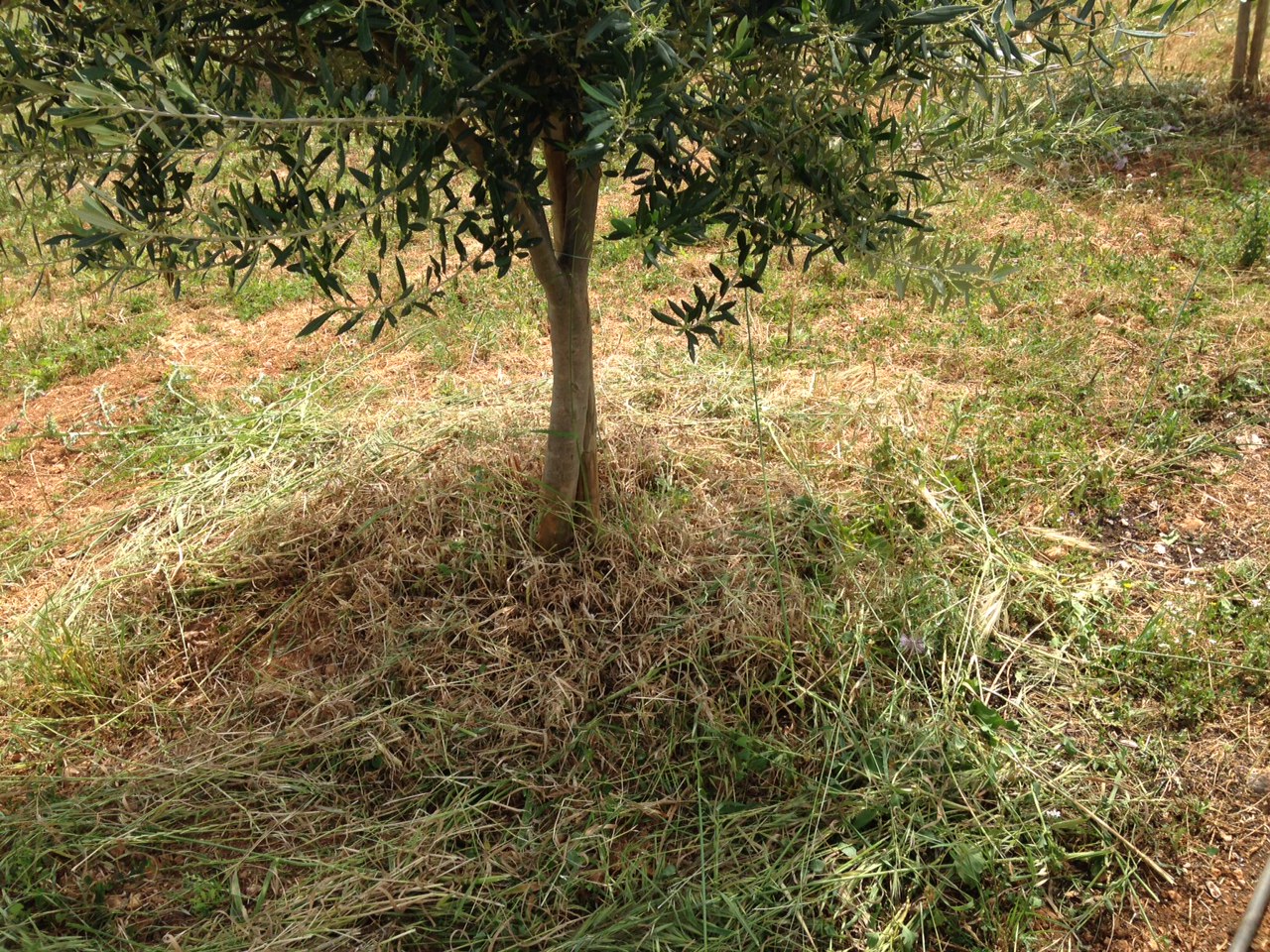 Cubierta vegetal en olivar - Página 2 34jc581