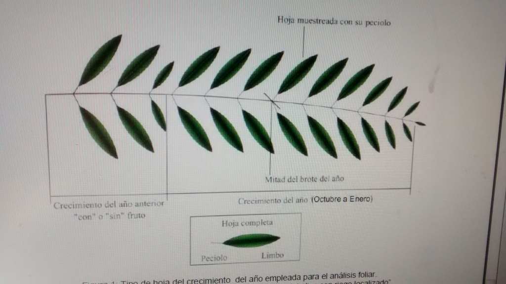 CdM análisis foliar 2015 (Córdoba) 352otms