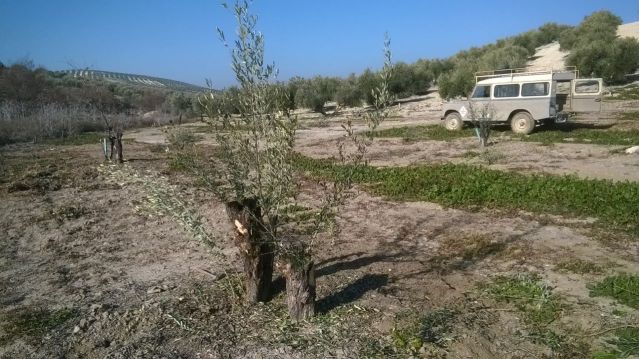 Los conejos me están pelando los olivos (Ciudad Real) - Página 2 4i1u15