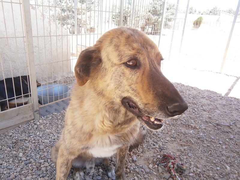 CACHORRO - *Atila (marzo 2009), precioso cruce de mastin en adopcion. Lleva desde que era cachorro esperando la oportunidad de tener un hogar. Huellas Avila (PE) 4si7hj