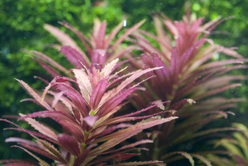 Acuario plantado 300L estilo Holandés 4zxqau