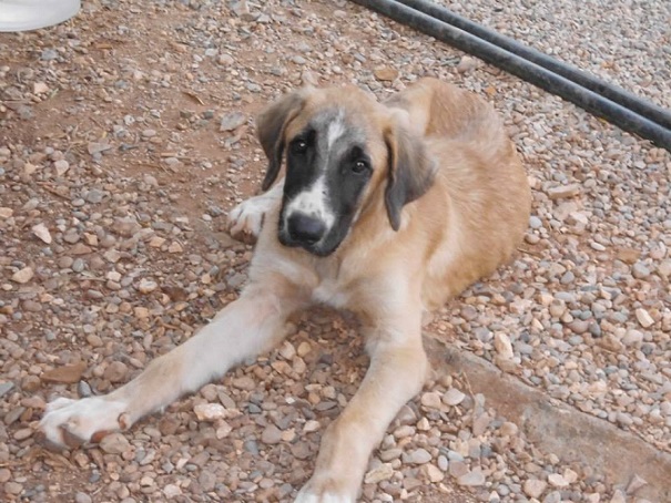 mastin - *ADOPTADO!!! Bony (mayo 2014 aprox.), mastin en adopcion. Protectora Aprenda Ecija (Sevilla) (PE cachorro) 5tubgp