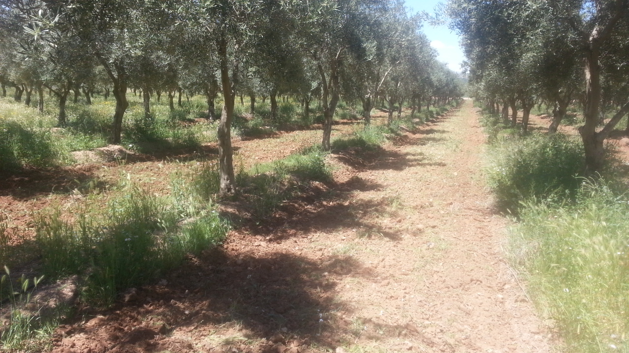 Cubierta vegetal en olivar Ae7fx4