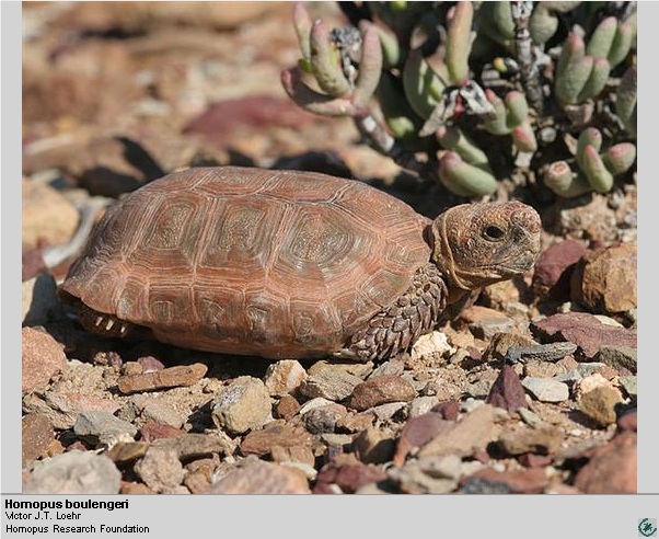 Familia Testudinidae  Do028y