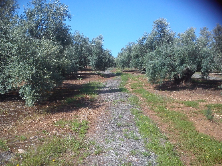 Cubierta vegetal en olivar - Página 3 E5flt4