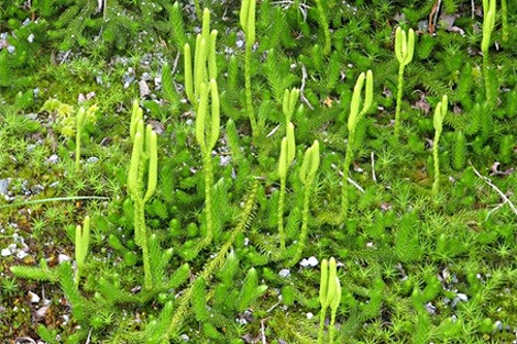 CRVOTOINA (Lycopodium clavatum L.)  Efrzq1