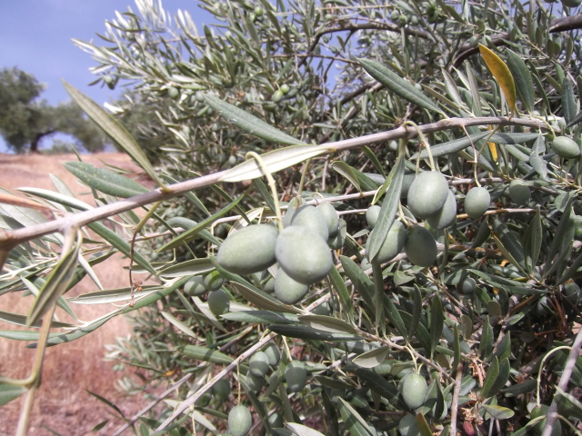 Olivar de secano de Sierra Morena Jgm9nr