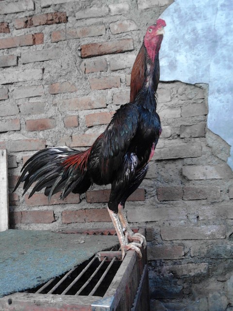 TIMBUL (Ayam legendaris Terminal Ayam) Nc1gee