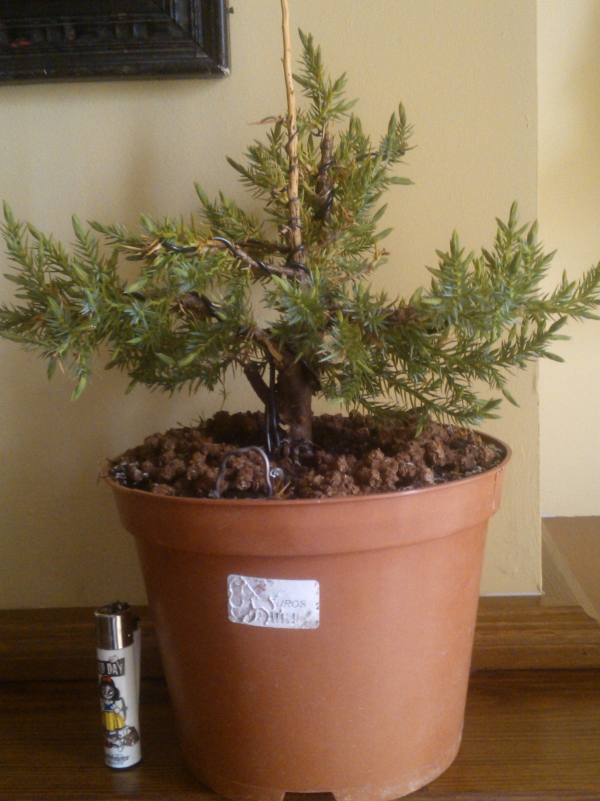 Juniperus chinensis stricta Wjb6l1