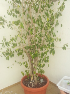 Exito en acodo ficus benjamina?? 118ogg4