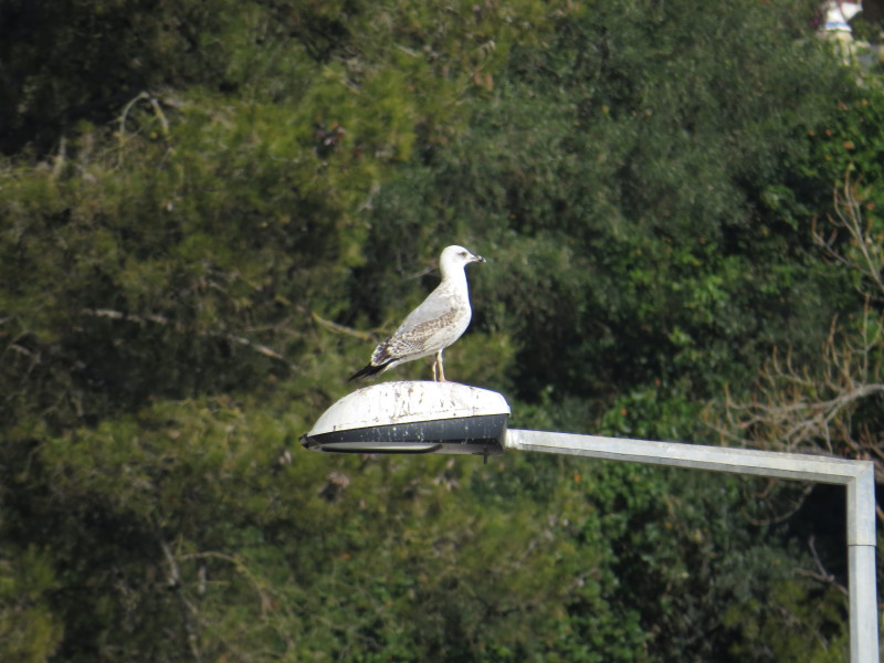 Ajuda na ID de Gaivotas - Sesimbra 10/01/2015 23vx5kp