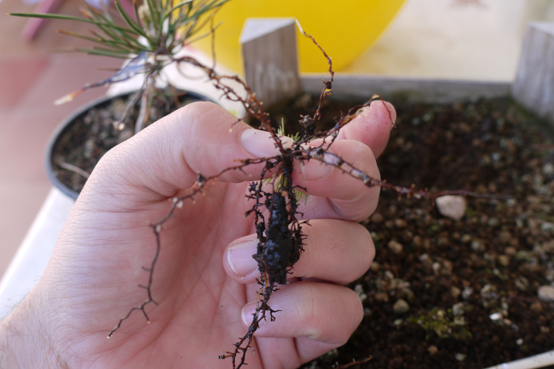 Semillero de Pinus thunbergii: esquejado 24fchas