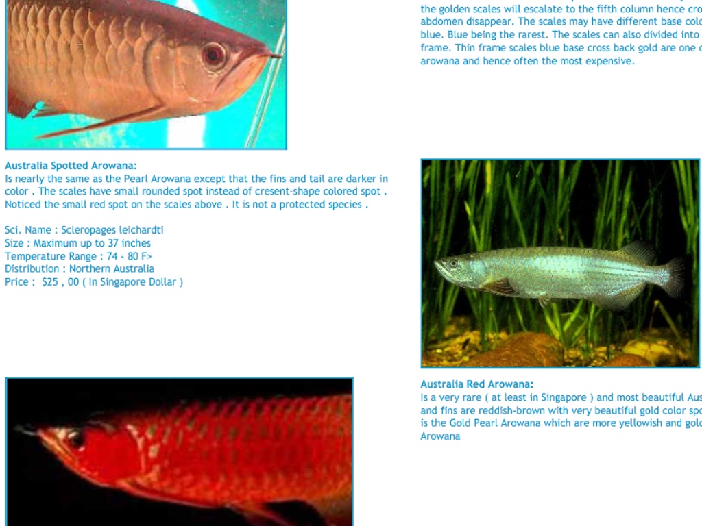 Picture Info-jenis dan asal usul arowana 28ixgg7