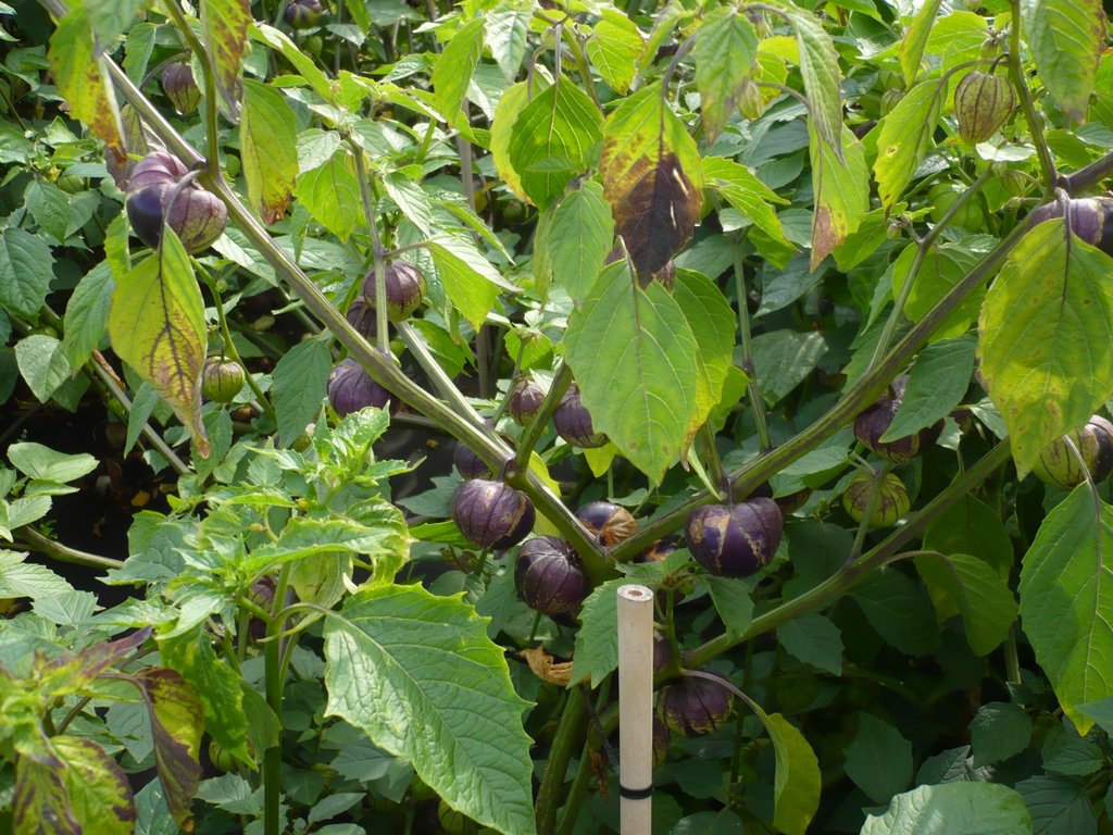 Physalis ixocarpa - mochyně mexická, "Tomatillo" 28mfvht