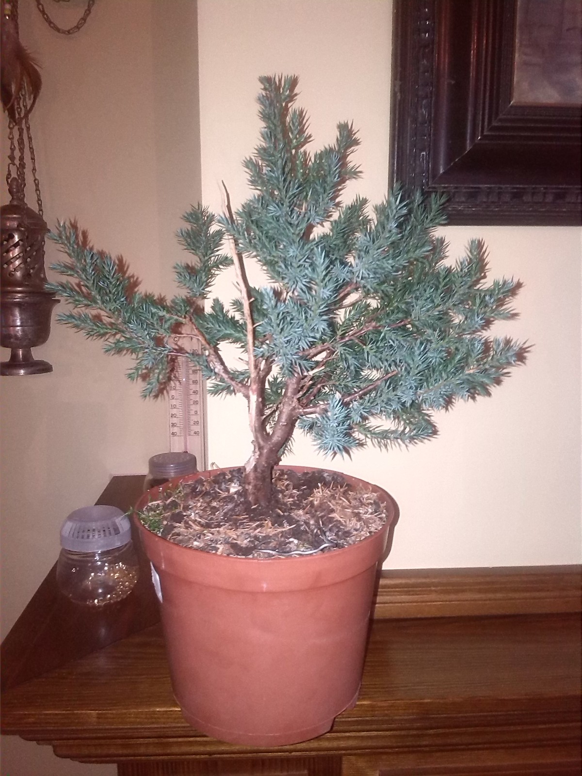 Juniperus chinensis stricta 29xb33p