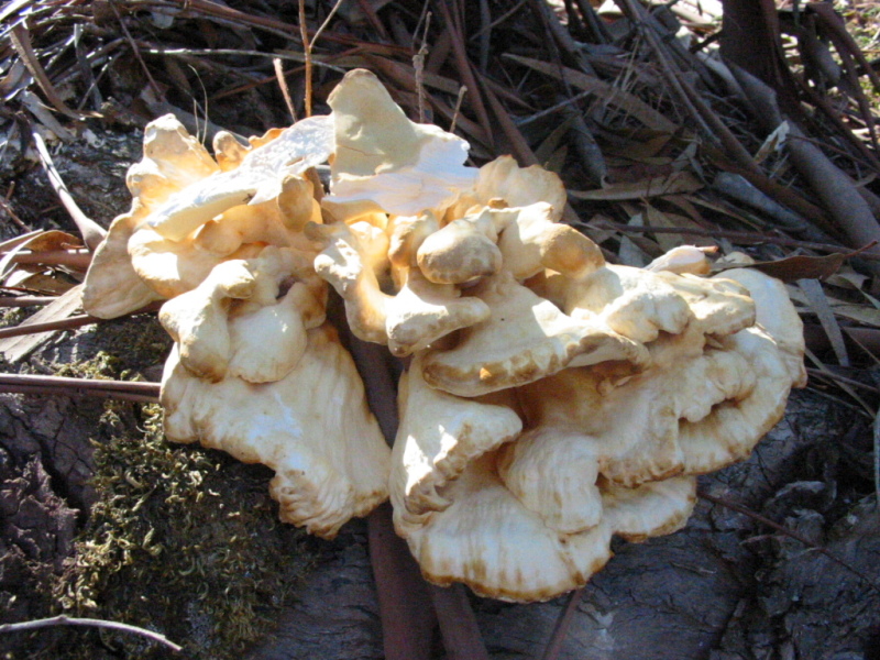 Género Laetiporus em Portugal 2le6p7o