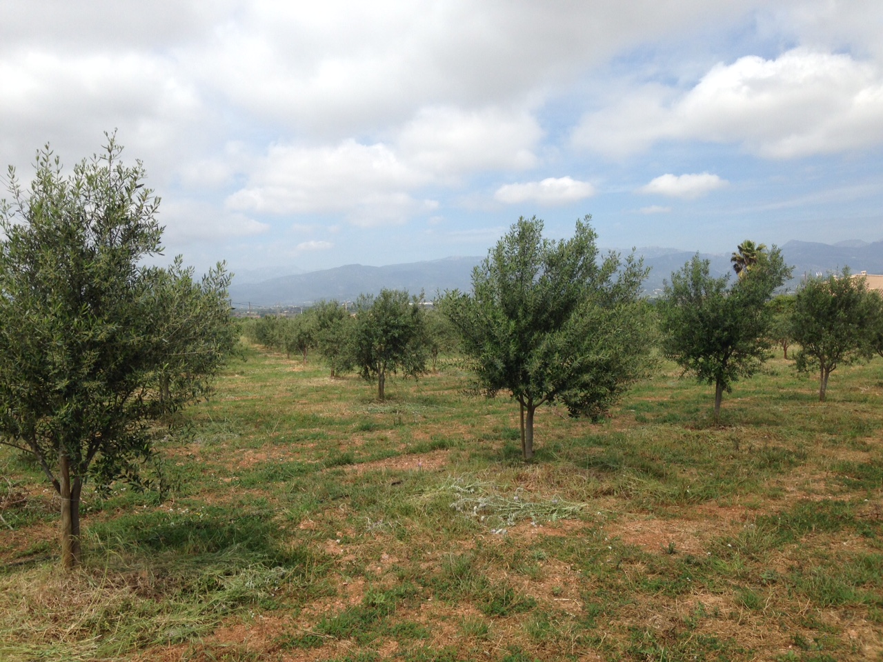 Cubierta vegetal en olivar - Página 2 2mdgm03