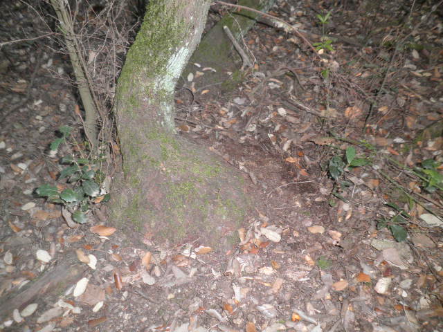 brezo - BREZO para pipas (erika arborea) Habitat y corte 2pyqo00