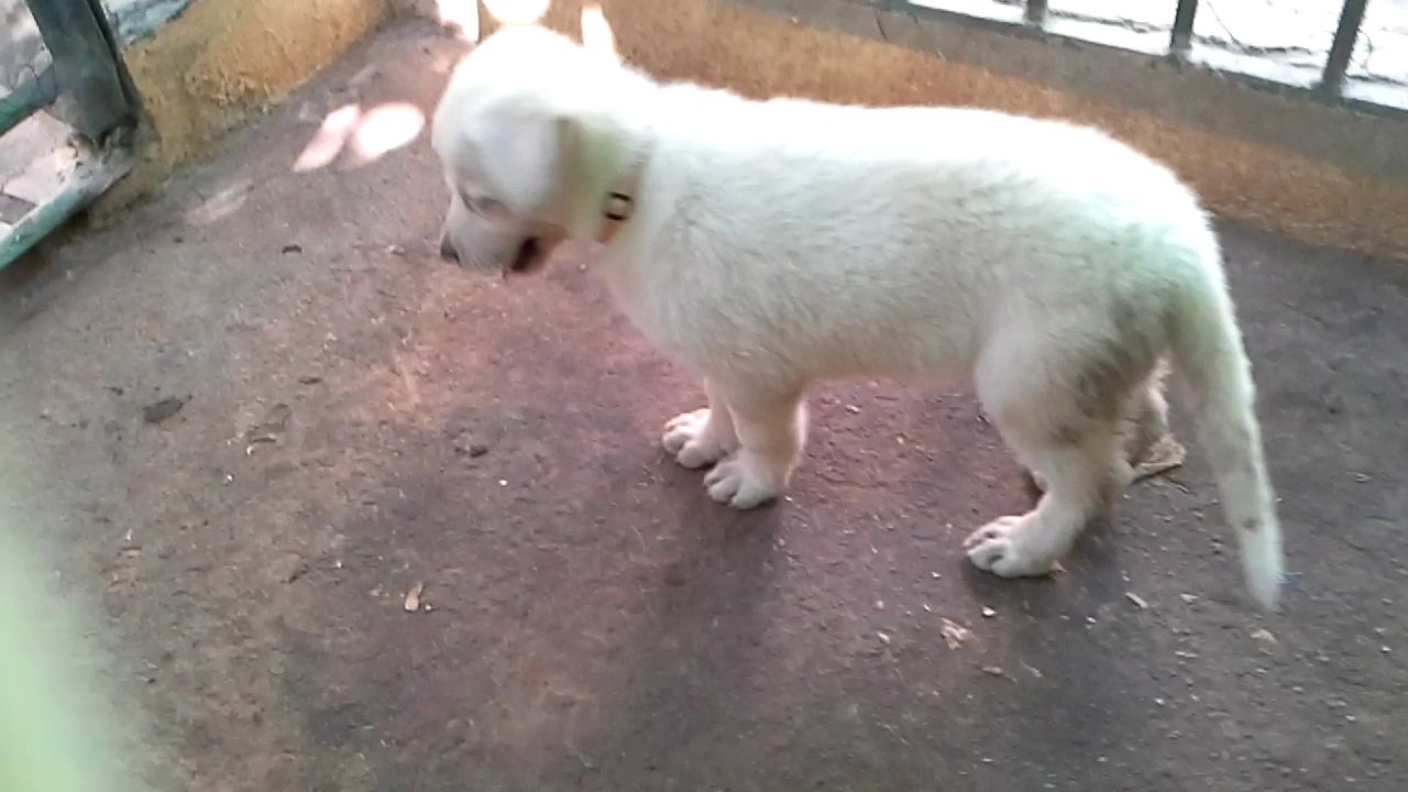 جراوى وايت جيرمان للبيع - White German puppies - أحجام ضخمة لهواه الفخامة 2qtfiog