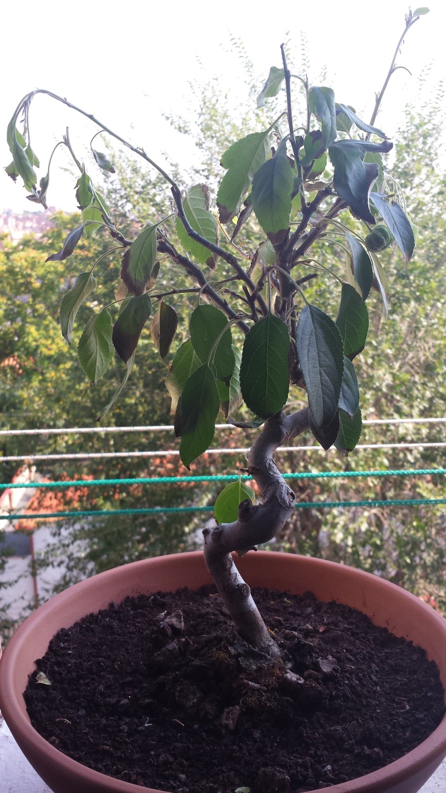 Problema con mi primer bonsai malus spp.  2zqzclw