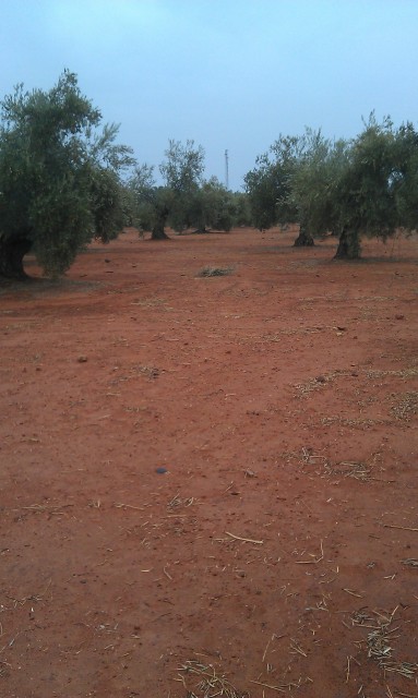 Olivos otoño 2015 antes del tratamiento de otoño 5am6pf